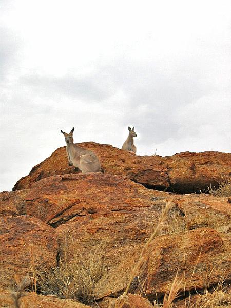 A 268 Alice Springs - Parc de la Station telegraphique.jpg